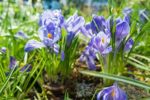 Crocus flowers makes the way through fallen leaves. Natural spring backgrou.. Stock Photos