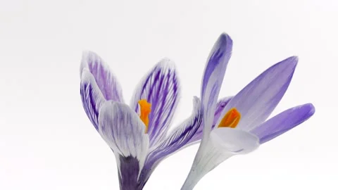 Crocus flowers opening background. Timelapse of beautiful crocuses flowers Stock Footage 152590294
