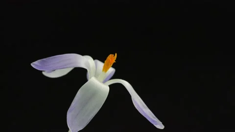 Crocus flowers opening background. Timelapse of beautiful crocuses flowers Stock Footage 156325302