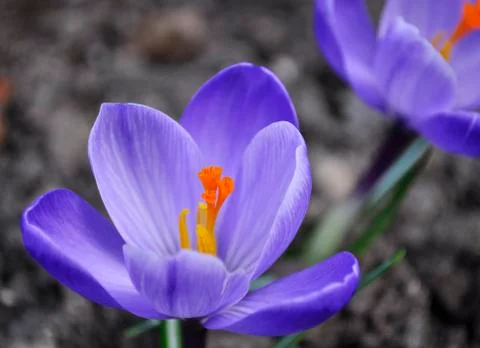Crocus flowers Stock Photos