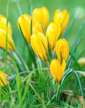 Crocus flowers Stock Photos