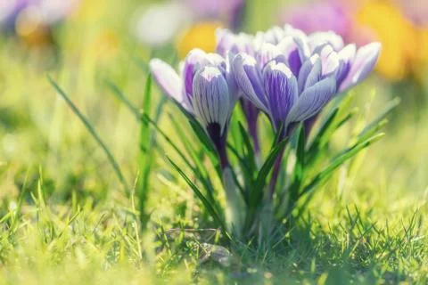 Crocus flowers Foto stock