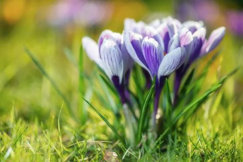 Crocus flowers Stock Photos
