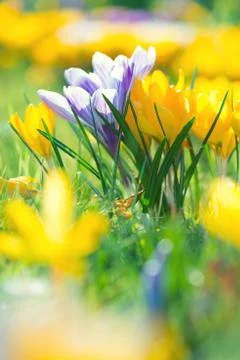 Crocus flowers Stock Photos