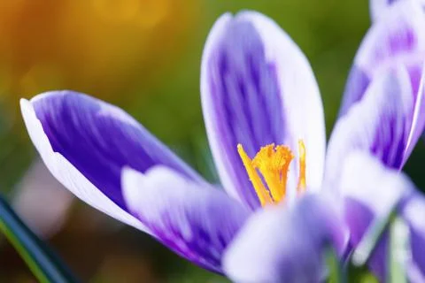Crocus flowers Stock Photos