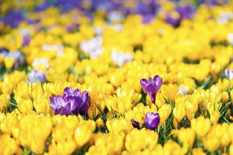 Crocus flowers Foto stock