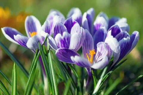 Crocus flowers Stock Photos