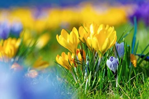 Crocus flowers Stock Photos