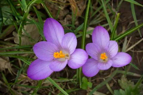 Crocus flowers Stock Photos