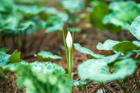 Crocus flowers. Stock Photos