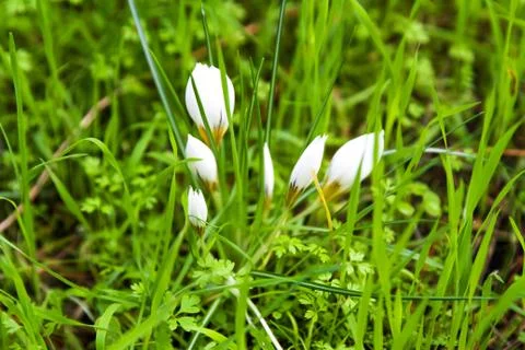 Crocus flowers. Stock Photos