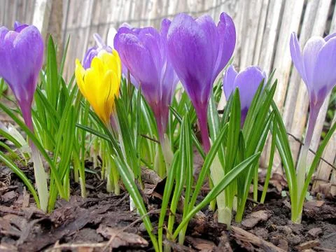 Crocus flowers Stock Photos