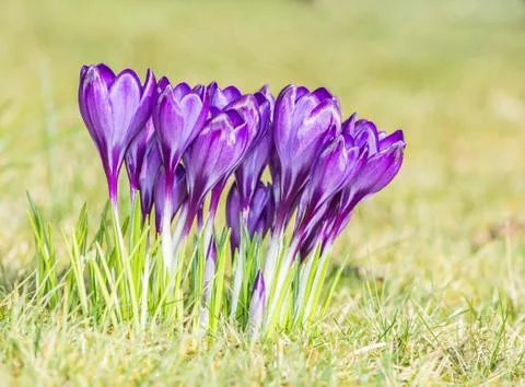Crocus Flowers Stock Photos