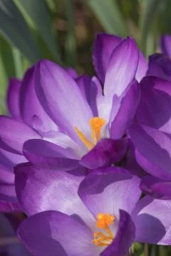 Crocus flowers Stock Photos