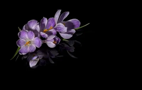 Crocus flowers Stock Photos