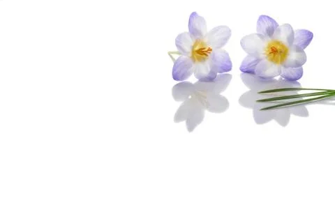 Crocus flowers 스톡 사진