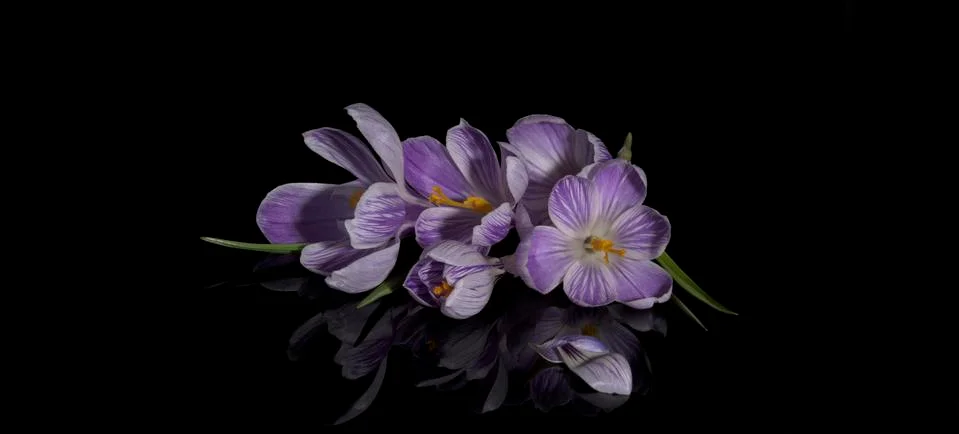 Crocus flowers Foto stock