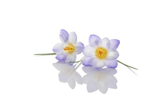 Crocus flowers Stock Photos