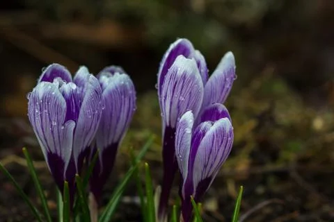 Crocus flowers Foto stock