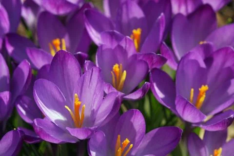 Crocus Flowers Stock Photos