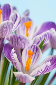Crocus flowers Stock Photos