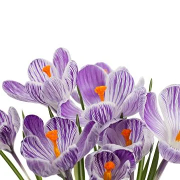 Crocus flowers Stock Photos