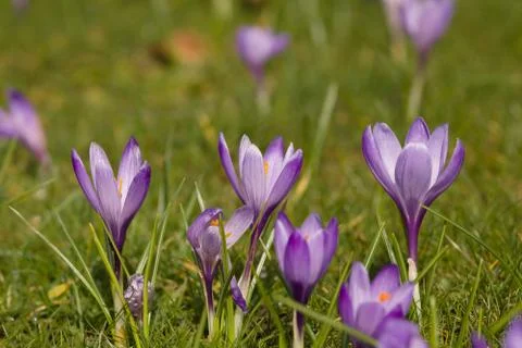 Crocus Flowers Stock Photos