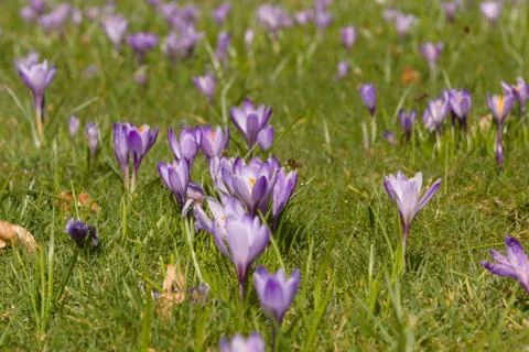 Crocus Flowers Stock Photos
