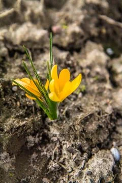 Crocus flowers Stock Photos
