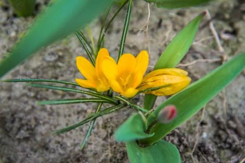 Crocus flowers Stock Photos