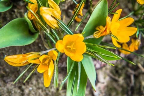 Crocus flowers Foto stock