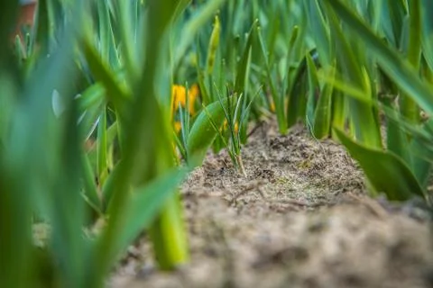 Crocus flowers Stock Photos