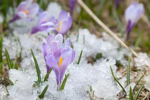 Crocus flowers Stock Photos