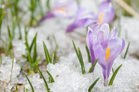 Crocus flowers Stock Photos