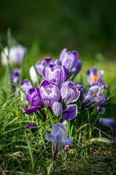 Crocus Flowers Stock Photos