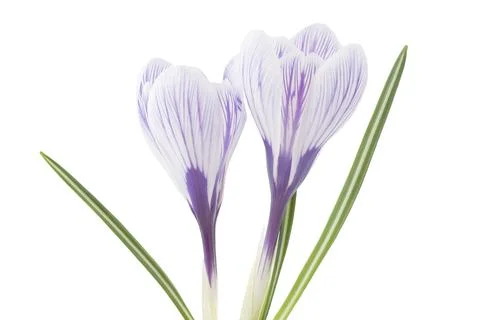 Crocus flowers Stock-Fotos