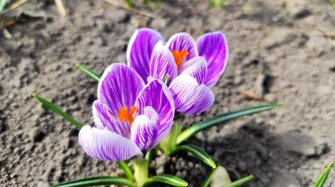 Crocus flowers Stock Photos