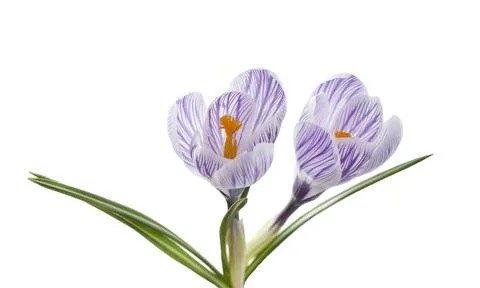 Crocus flowers Stock Photos