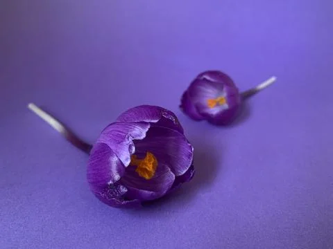 Crocus flowers 库存照片