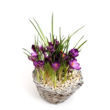 Crocus flowers in pot, isolated Stock Photos