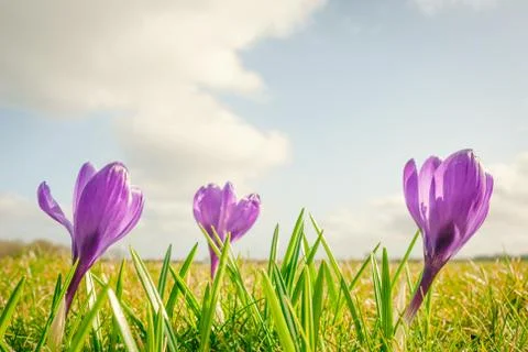 Crocus flowers on a row Stock Photos