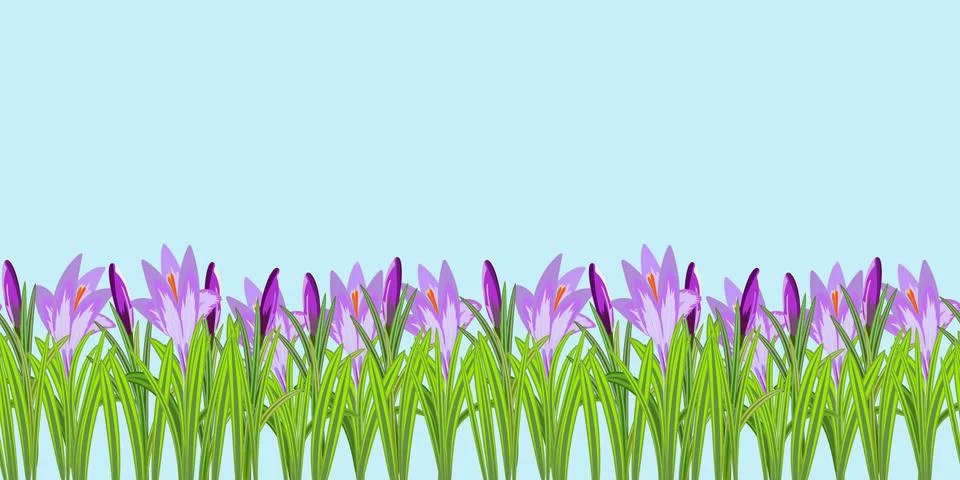 Crocus flowers seamless pattern vector illustration. Crocuses with buds 스톡 일러스트