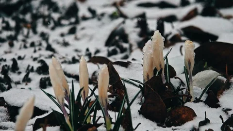 Crocus flowers in the snow Stock Footage 87681170