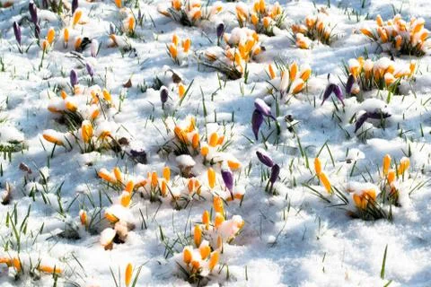 Crocus flowers in snow Stock Photos