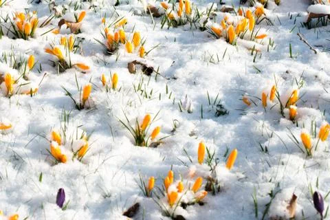 Crocus flowers in snow Stock Photos