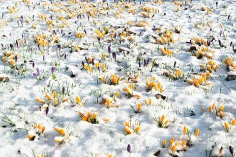 Crocus flowers in snow Stock Photos