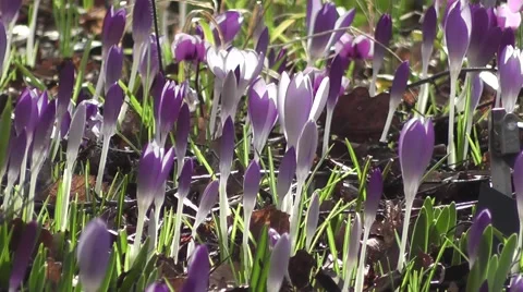 Crocus Flowers in Soft Morning Spring Light Stock-Footage 48663252