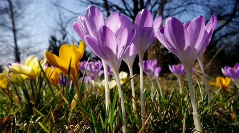 Crocus flowers in spring Stock Footage 52060676