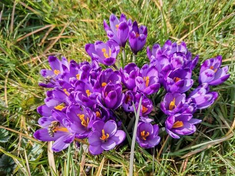 Crocus flowers in the spring in Maramures county, Romania Foto stock