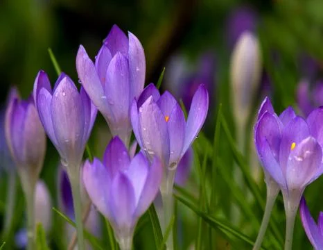 Crocus flowers in spring Stock Photos